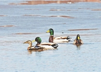 “稀客”！绿头鸭来林区啦