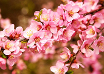 兴凯湖畔 十里杏花美如画