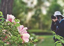 太阳岛上牡丹俏