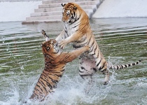 秋意正浓，东北虎花样享“清凉”